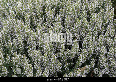 Calamintha Nepeta. Geringerem Bergminze Stockfoto