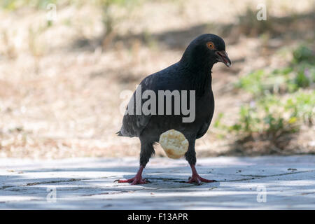 Taube, beißen und Essen eine Spule. Stockfoto