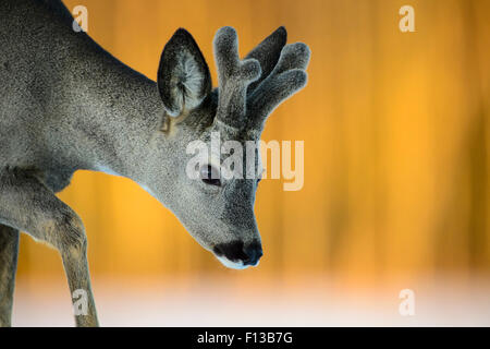 Reh (Capreolus Capreolus) Bock, Vesneri, Estland, März. Gewinner des Tiergeschichten Portfolios im Melvita Natur Bilder Awards Wettbewerb 2014. Stockfoto