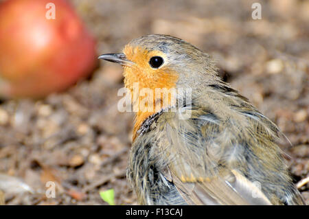 Rotkehlchen (Erithacus Rubecula) sitzen auf dem Boden in einem Garten. England, August Stockfoto