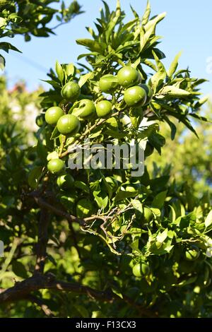 Grünen Mandarinen auf einem Baum Stockfoto