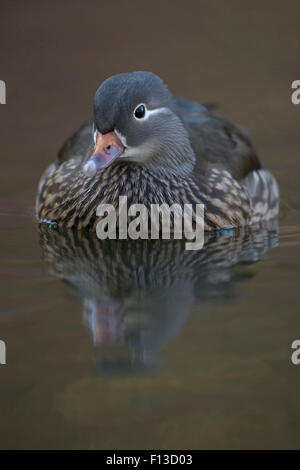 Porträt der weibliche Mandarinenten schwimmen hautnah / Mandarinente (Aix Galericulata). Stockfoto