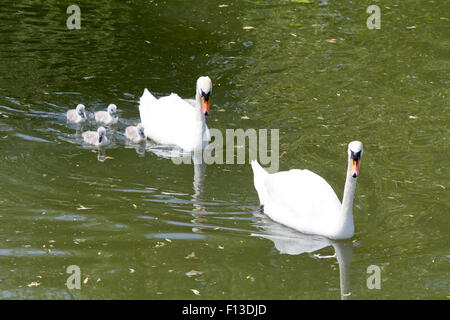 Familie der Schwäne (Cygnus) schwimmen auf dem Fluss Ouse in Bedford, Bedfordshire, England Stockfoto