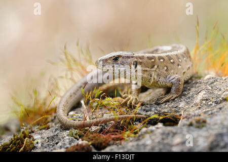 Zum Sonnenbaden Sand Lizard / Zauneidechse (Lacerta Agilis) sitzen auf einigen Felsen, umgeben von bunten Moos. Stockfoto