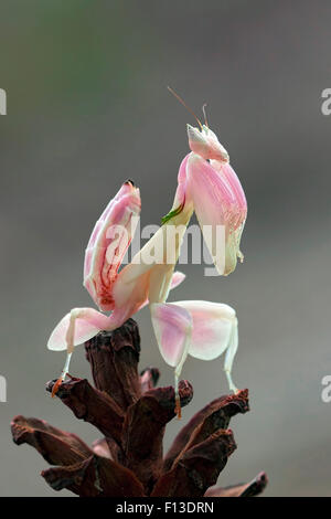 Orchideen-Mantis (Hymenopus Coronatus) an einer Pflanze Stockfoto