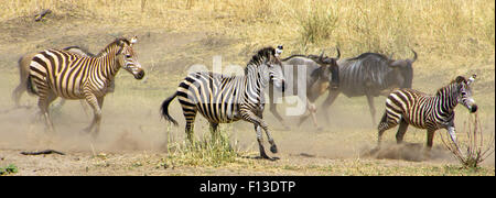 Gnus und Zebras, die von einem Löwen, Tarangire Nationalpark, Tansania Stockfoto