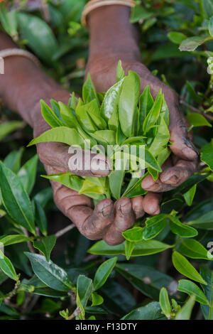 Handvoll frisch gepflückten Teeblätter, Sri Lanka Stockfoto