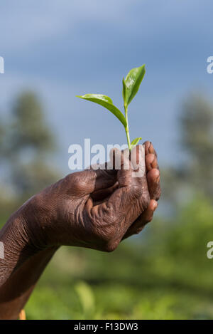 Nahaufnahme von einer Hand hält frisch gepflückt Teeblätter, Sri Lanka Stockfoto