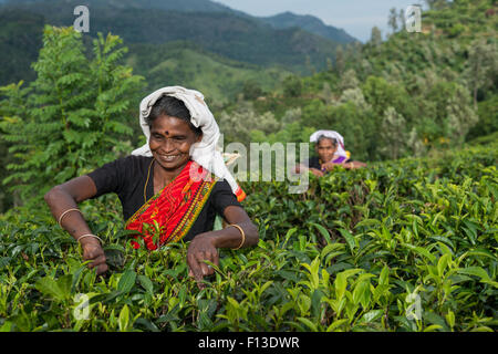Zwei Frauen Tee, Sri lanka Stockfoto