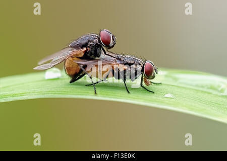 Nahaufnahme der beiden Stubenfliegen Paarung auf Blatt Stockfoto