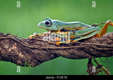 Frosch auf einem Ast Stockfoto