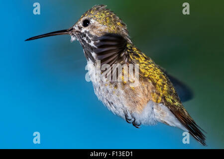 Porträt eines Calliope Kolibris schwebt in der Luft Stockfoto
