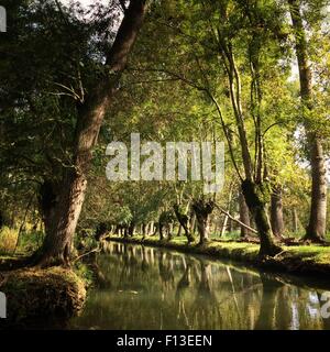 Reflexion von Bäumen in einem Kanal, Marais Poitevin, Frankreich Stockfoto