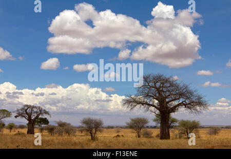 Baobab und Akazie Bäume im Tarangire National Park, Manyara, Tansania Stockfoto