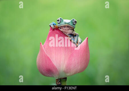 Javan gleiten Laubfrosch sitzt auf einer Blume Stockfoto