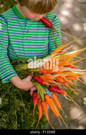 Junge hält eine Reihe von frisch gepflückten Karotten Stockfoto