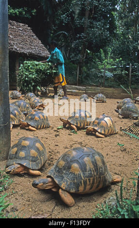 Abgestrahlte Schildkröte Zuchtprogramm, Ivoloina Nationalpark, Toamasina, Madagaskar Stockfoto