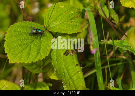 Eine gemeinsame grüne Flasche fliegen, Phaenicia Sericata oder Lucilia Sericata, ruht auf einem Blatt. Stockfoto