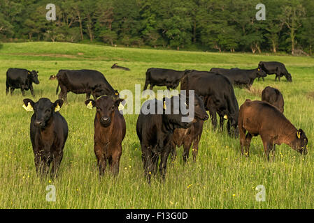 Herde Milchvieh Irland Kühe und zahlreiche Kerry Rinder weiden auf üppiger Weide im Killarney National Park, County Kerry, Irland Stockfoto