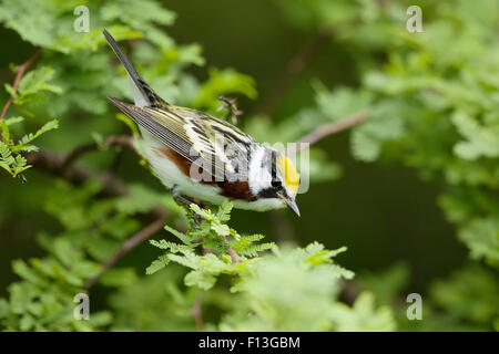 Kastanienseitiger Warbler - männlich auf Frühlingsmigration Setophaga pensylvanica Gulf Coast of Texas, USA BI027560 Stockfoto