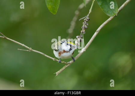 Kastanienseitiger Warbler - männlich auf Frühlingsmigration Setophaga pensylvanica Gulf Coast of Texas, USA BI027565 Stockfoto