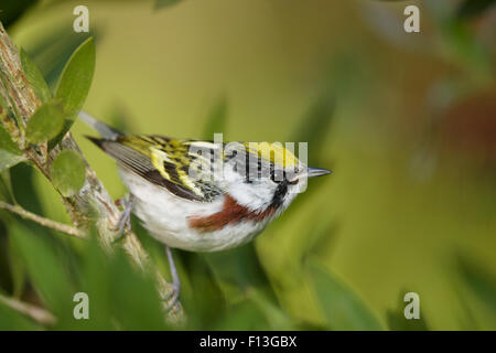 Kastanienseitiger Warbler - männlich auf Frühlingsmigration Setophaga pensylvanica Gulf Coast of Texas, USA BI027567 Stockfoto