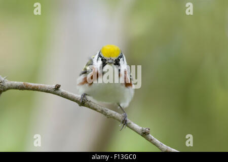 Kastanienseitiger Warbler - männlich auf Frühlingsmigration Setophaga pensylvanica Gulf Coast of Texas, USA BI027569 Stockfoto