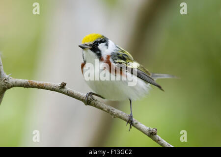 Kastanienseitiger Warbler - männlich auf Frühlingsmigration Setophaga pensylvanica Gulf Coast of Texas, USA BI027570 Stockfoto