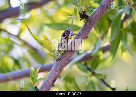 Zikade auf einem Baum. Eine Nahaufnahme Blick. Stockfoto