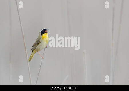 Gemeinsame Yellowthroat - Männchen singen in Schilfbeetes Lebensraum Geothlypis Trichas Ontario, Kanada BI027581 Stockfoto