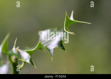 Englisch Holly leaf - keine Beeren nur grüne weihnachten kommt Stockfoto