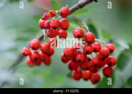 Rote Rowan Beeren in der Wildnis in Somerset, England, Großbritannien mit magischen Eigenschaften an den Weihnachtsferien zusammen mit Stechpalm und Efeu Stockfoto