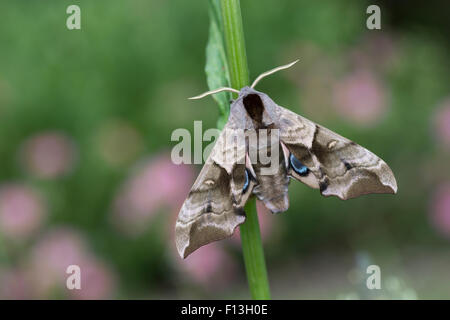 Eyed Hawk-Moth, Eyed Hawkmoth, Abendpfauenauge, Abend-Pfauenauge, Smerinthus Ocellata, Smerinthus Ocellatus, Le Sphinx Demi-paon Stockfoto