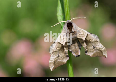 Eyed Hawk-Moth, Eyed Hawkmoth, Abendpfauenauge, Abend-Pfauenauge, Smerinthus Ocellata, Smerinthus Ocellatus, Le Sphinx Demi-paon Stockfoto