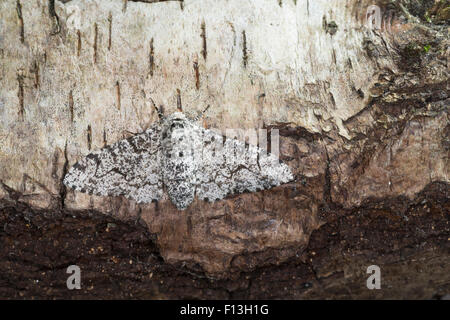 Birkenspanner, Birkenspanner, Birken-Spanner, Biston Betularia, Biston Betularius, Amphidasis Betularia, La Phalène du Bouleau Stockfoto