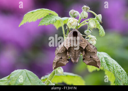 Eyed Hawk-Moth, Eyed Hawkmoth, Abendpfauenauge, Abend-Pfauenauge, Smerinthus Ocellata, Smerinthus Ocellatus, Le Sphinx Demi-paon Stockfoto