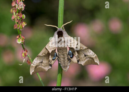 Eyed Hawk-Moth, Eyed Hawkmoth, Abendpfauenauge, Abend-Pfauenauge, Smerinthus Ocellata, Smerinthus Ocellatus, Le Sphinx Demi-paon Stockfoto