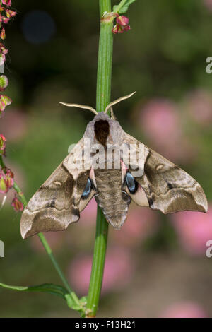 Eyed Hawk-Moth, Eyed Hawkmoth, Abendpfauenauge, Abend-Pfauenauge, Smerinthus Ocellata, Smerinthus Ocellatus, Le Sphinx Demi-paon Stockfoto