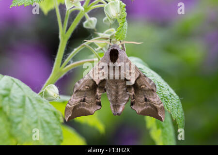 Eyed Hawk-Moth, Eyed Hawkmoth, Abendpfauenauge, Abend-Pfauenauge, Smerinthus Ocellata, Smerinthus Ocellatus, Le Sphinx Demi-paon Stockfoto