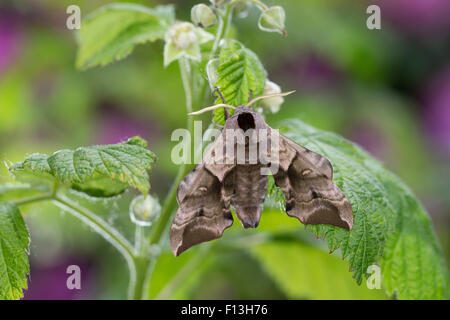 Eyed Hawk-Moth, Eyed Hawkmoth, Abendpfauenauge, Abend-Pfauenauge, Smerinthus Ocellata, Smerinthus Ocellatus, Le Sphinx Demi-paon Stockfoto