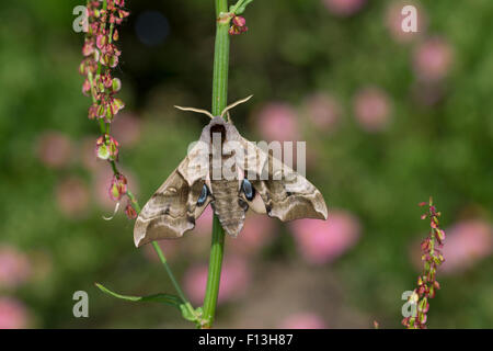 Eyed Hawk-Moth, Eyed Hawkmoth, Abendpfauenauge, Abend-Pfauenauge, Smerinthus Ocellata, Smerinthus Ocellatus, Le Sphinx Demi-paon Stockfoto