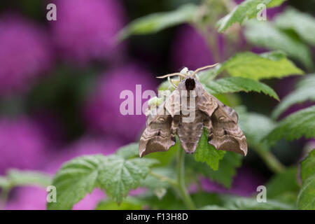 Eyed Hawk-Moth, Eyed Hawkmoth, Abendpfauenauge, Abend-Pfauenauge, Smerinthus Ocellata, Smerinthus Ocellatus, Le Sphinx Demi-paon Stockfoto