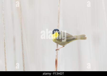 Gemeinsame Yellowthroat - Männchen in Schilfbeetes Lebensraum Geothlypis Trichas Ontario, Kanada BI027597 Stockfoto