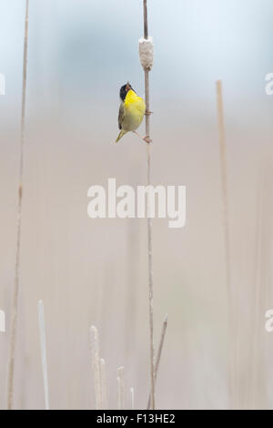 Gemeinsame Yellowthroat - Männchen in Schilfbeetes Lebensraum Geothlypis Trichas Ontario, Kanada BI027604 Stockfoto