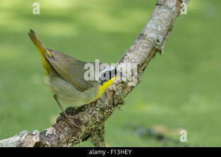 Gemeinsame Yellowthroat - Männchen im Feuchtgebiet Geothlypis Trichas Golf Küste von Texas, USA BI027614 Stockfoto