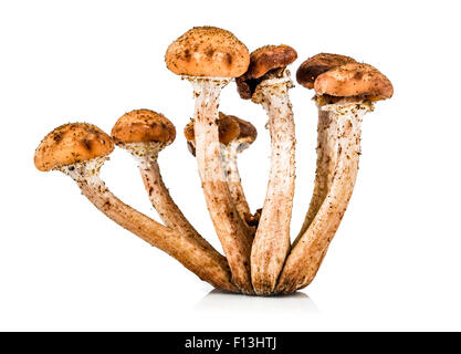 Pilz-ein Honig-Agaric auf weißem Hintergrund Stockfoto