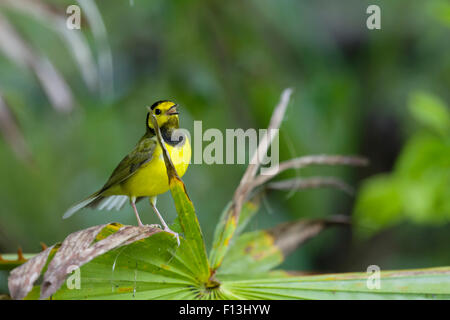 Vermummte Laubsänger - männlichen Gesang Setophaga Citrina Golfküste von Texas, USA BI027629 Stockfoto