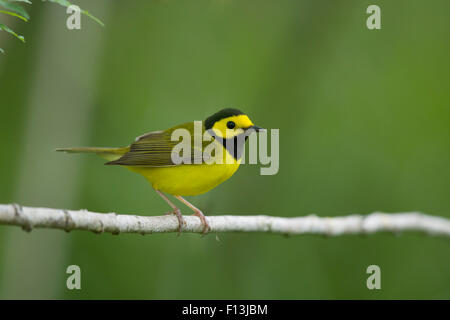 Vermummte Laubsänger - männlich auf Migration Setophaga Citrina Golfküste von Texas, USA BI027641 Stockfoto