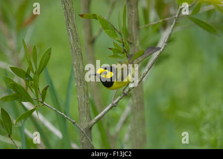 Vermummte Laubsänger - männlich auf Migration Setophaga Citrina Golfküste von Texas, USA BI027642 Stockfoto