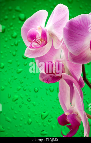 Lila Orchideen auf grünes Wasser Tropfen Hintergrund Stockfoto